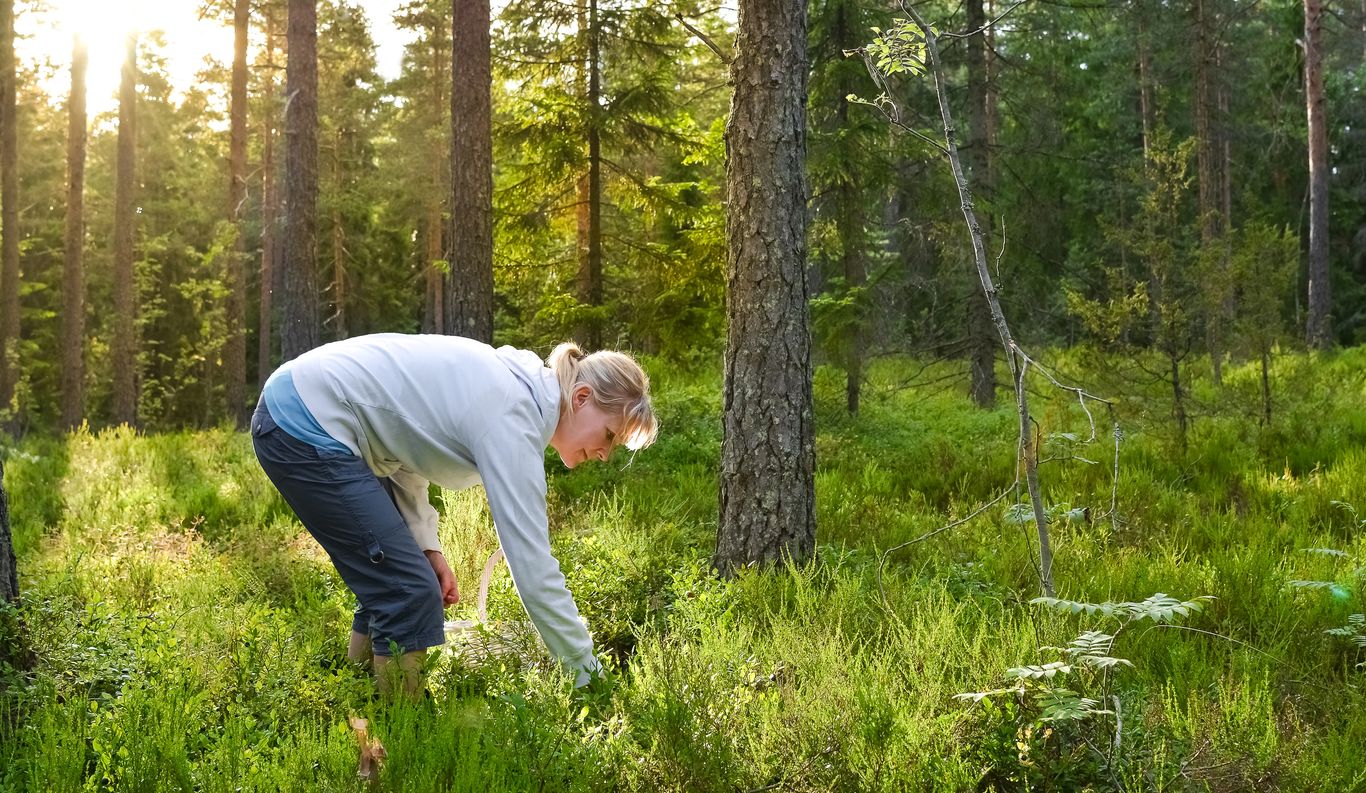 plocka bär