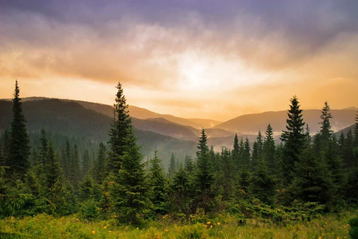 sunset over forest