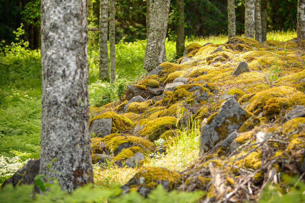 Rågång i skogen, stenar